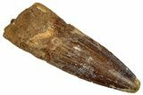 Fossil Spinosaurus Tooth - Real Dinosaur Tooth #299104-1